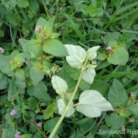 Boerhavia diffusa L.